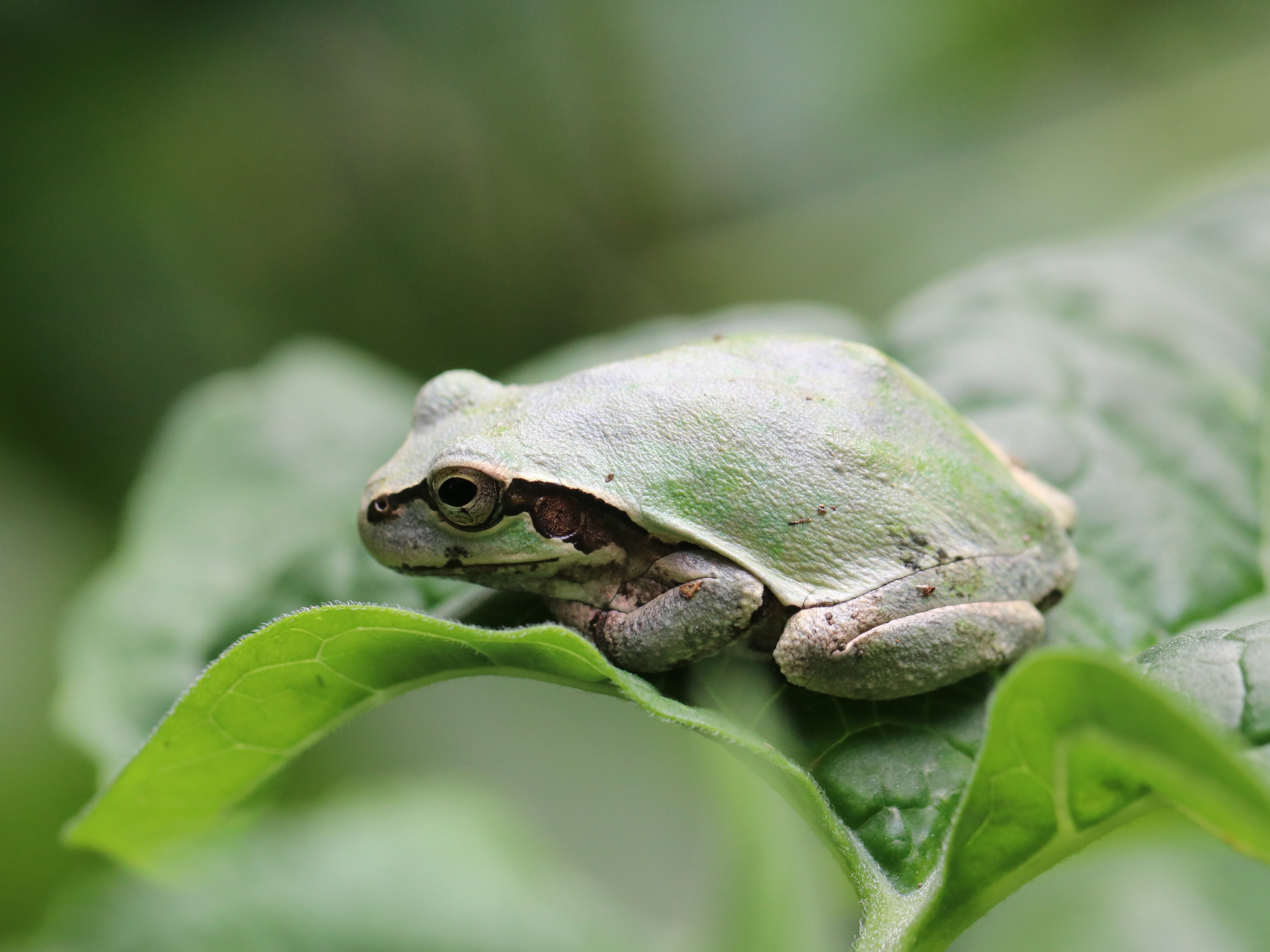 アマガエル